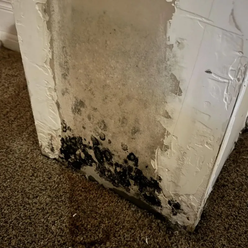 Professional Mold Removal in Brogden, NC